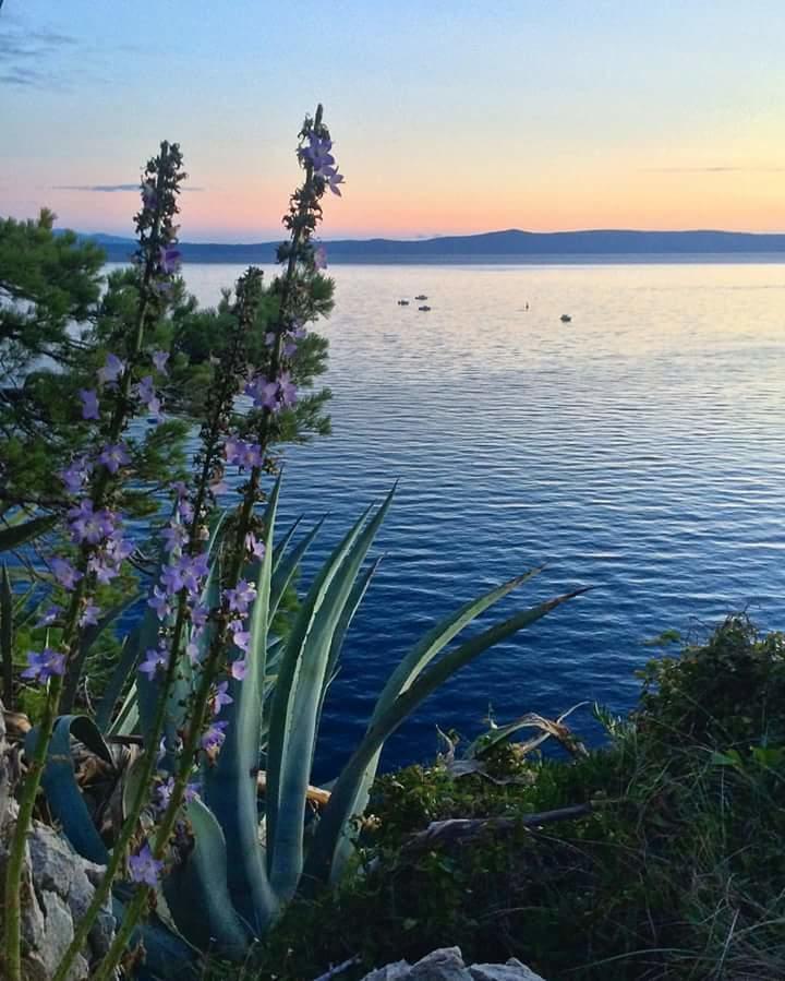 Sea View Ela Apartments Podgora Eksteriør bilde